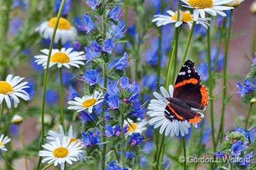 Butterfly On A Daisy_27022.jpg - Red Admiral (Vanessa atalanta) photographed near Perth, Ontario, Canada.